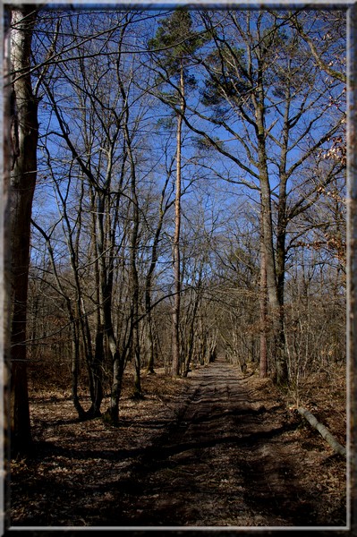 Forêt de Sologne Bourbonnaise. Photo_39