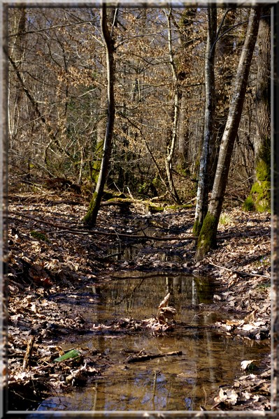 Forêt de Sologne Bourbonnaise. Photo_42