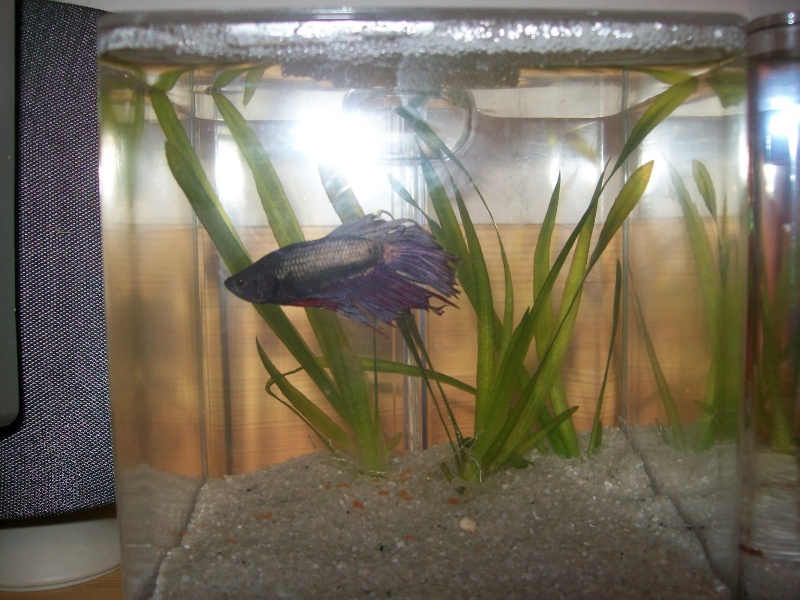 Mes bettas 103_0110