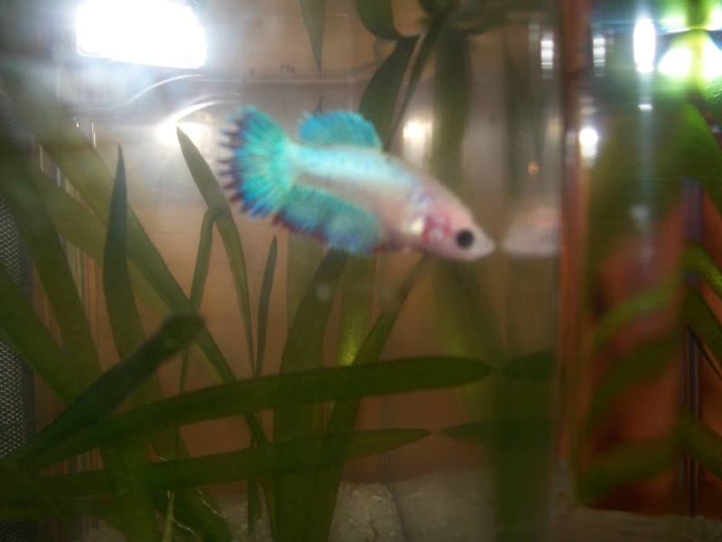 Mes bettas 103_0213