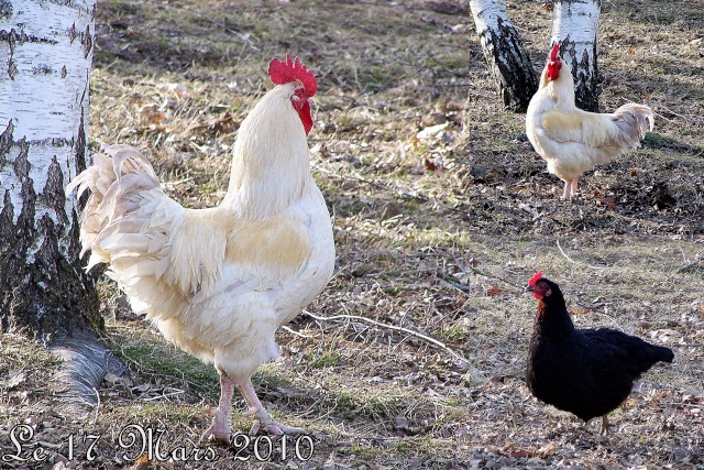 une poule 2010-010