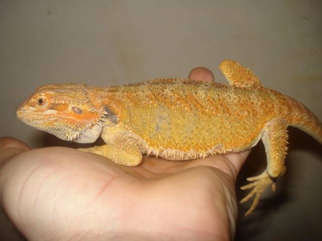 mon nouveau male de chez reptibel Dsc04419