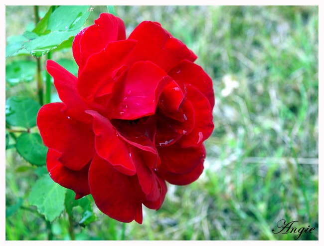 Du rose et du rouge dans mon jardin 15_06_13