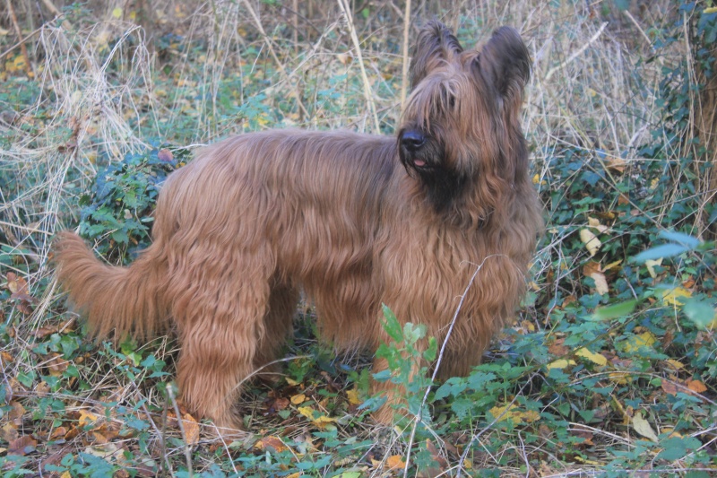 2 chevaux, 2 chiens, 1 lapin, 1 oie Img_0515