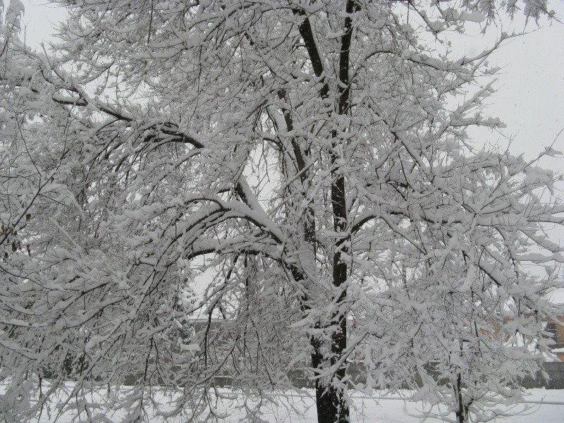 07-01-2009 ....... miiiiii la neve! Immagi13