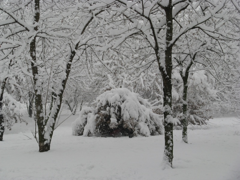 07-01-2009 ....... miiiiii la neve! Immagi14