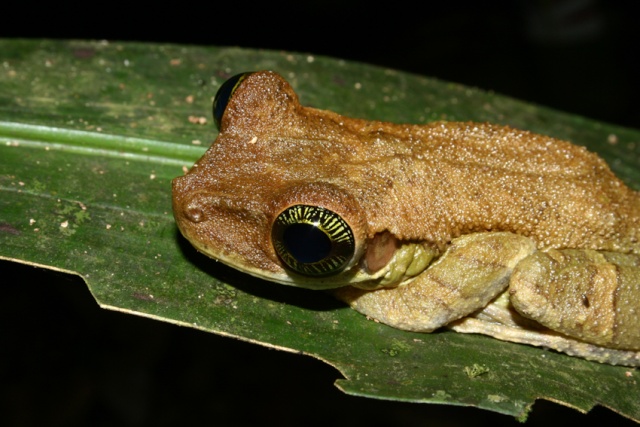 Guyane Française 10110