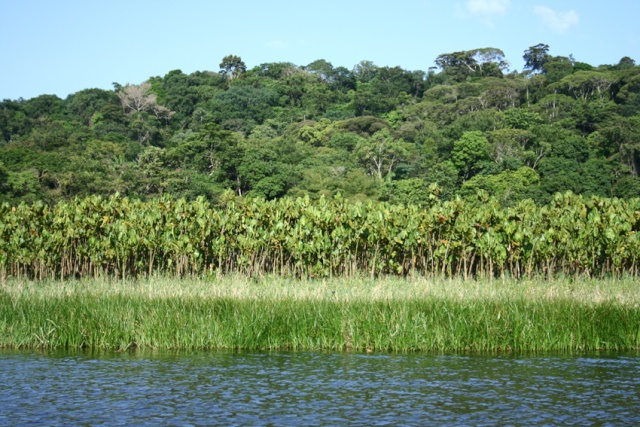 Guyane Française 1213