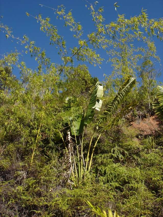 Madagascar (déjà posté ailleurs) 124