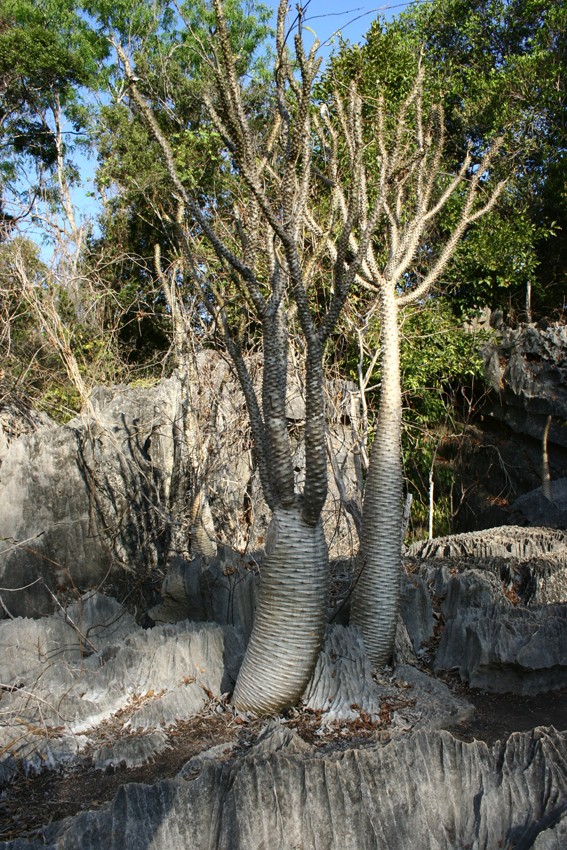 Madagascar (déjà posté ailleurs) 1418