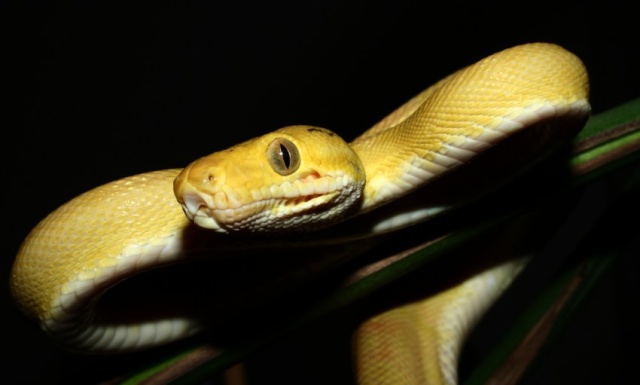 en direct de la foret amazonienne: corallus sp (capacitaire) 1711