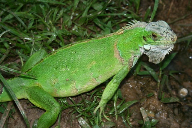 Guyane Française 2216