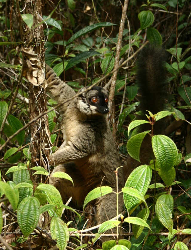 Madagascar (déjà posté ailleurs) 4013