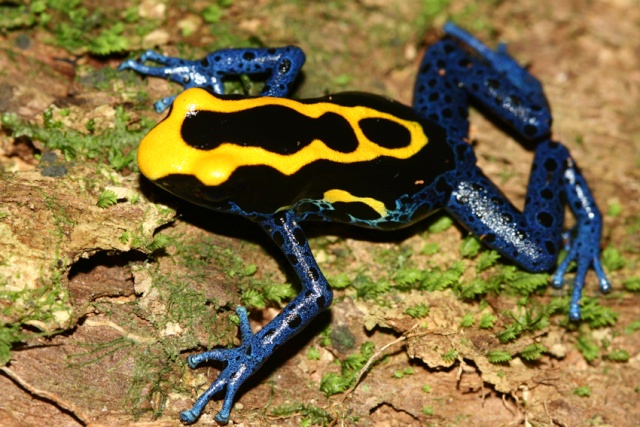 Guyane Française 514