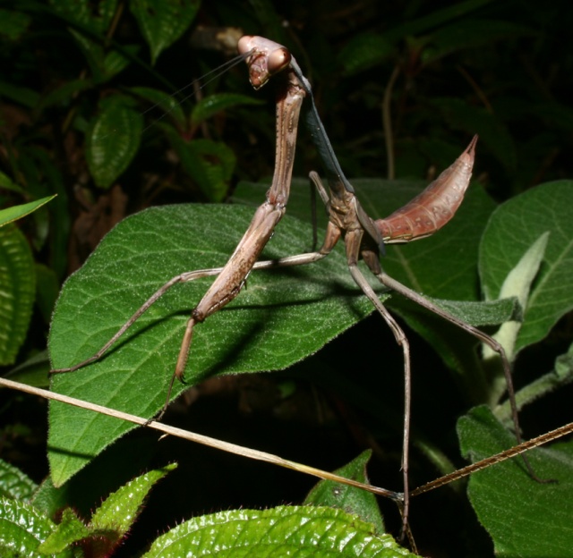 Madagascar (déjà posté ailleurs) 719