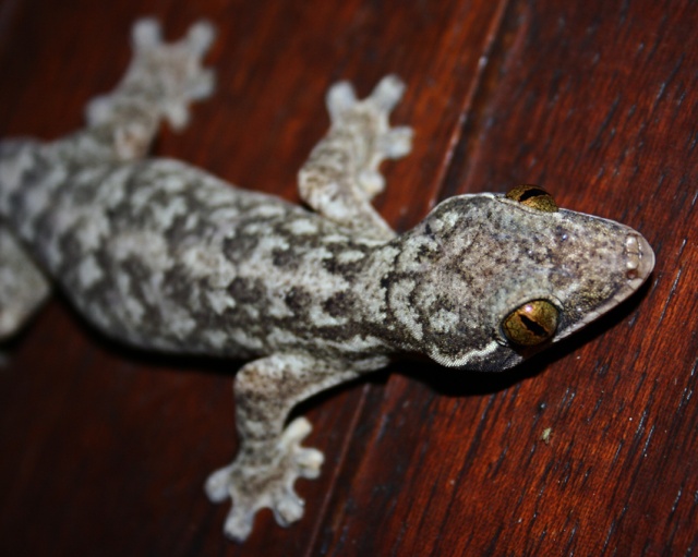 Guyane Française 7610