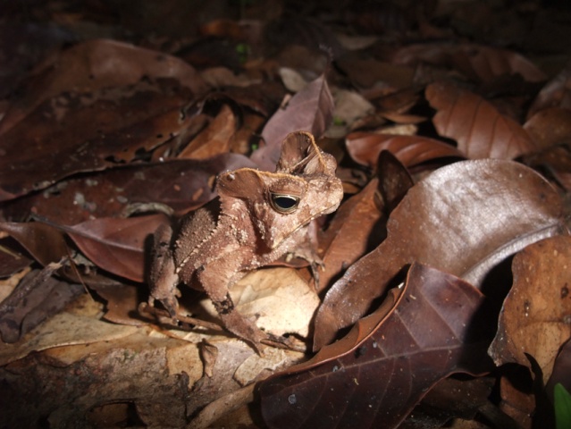 Guyane Française 8810