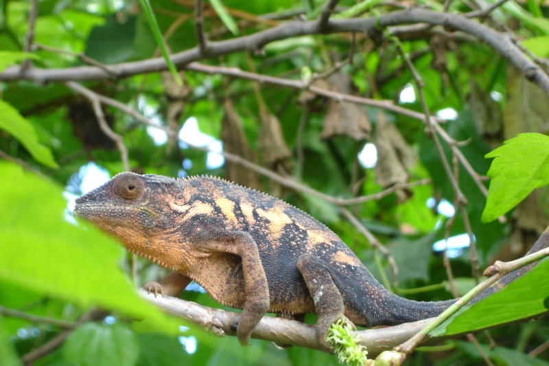 caméléon Pictur10