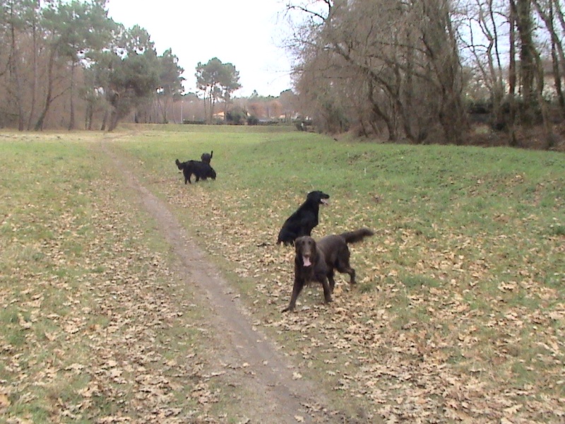 rencontre canine : un exemple de sociabilité Dsc00310