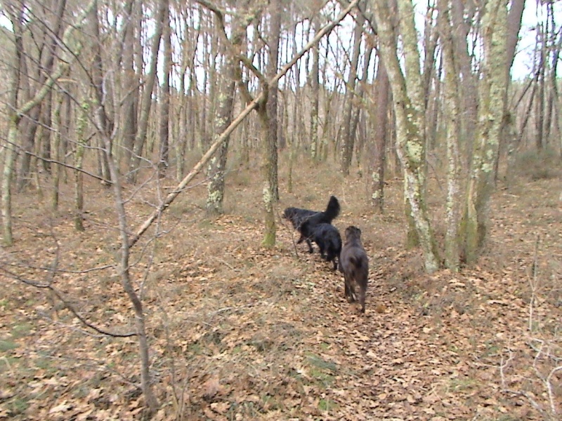 rencontre canine : un exemple de sociabilité Dsc00315