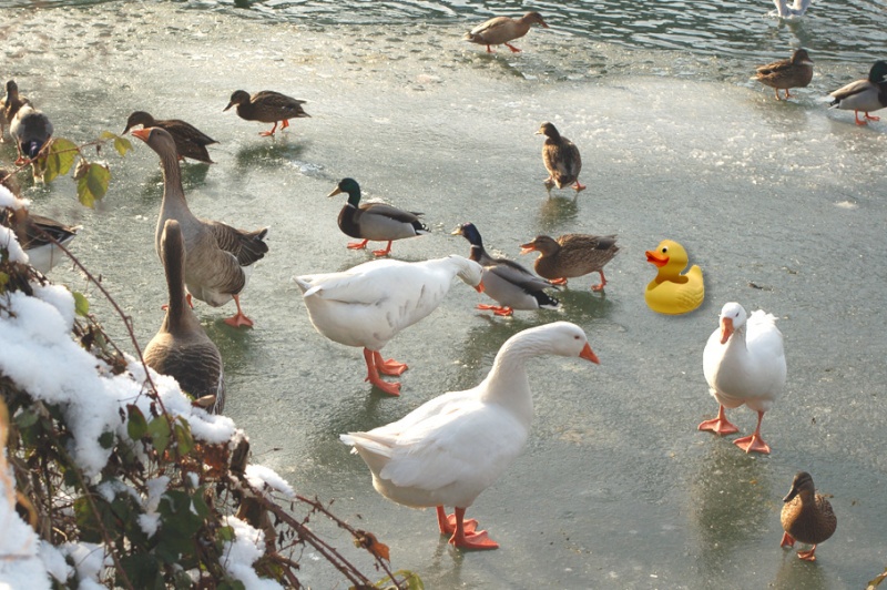 Recherche canards... Dsc_0114