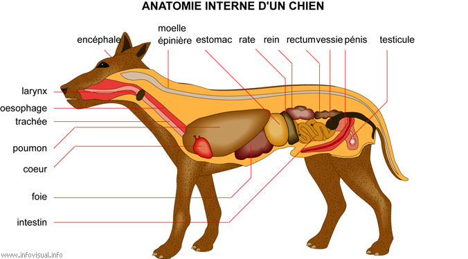 Атлас анатомии собак 06920a10