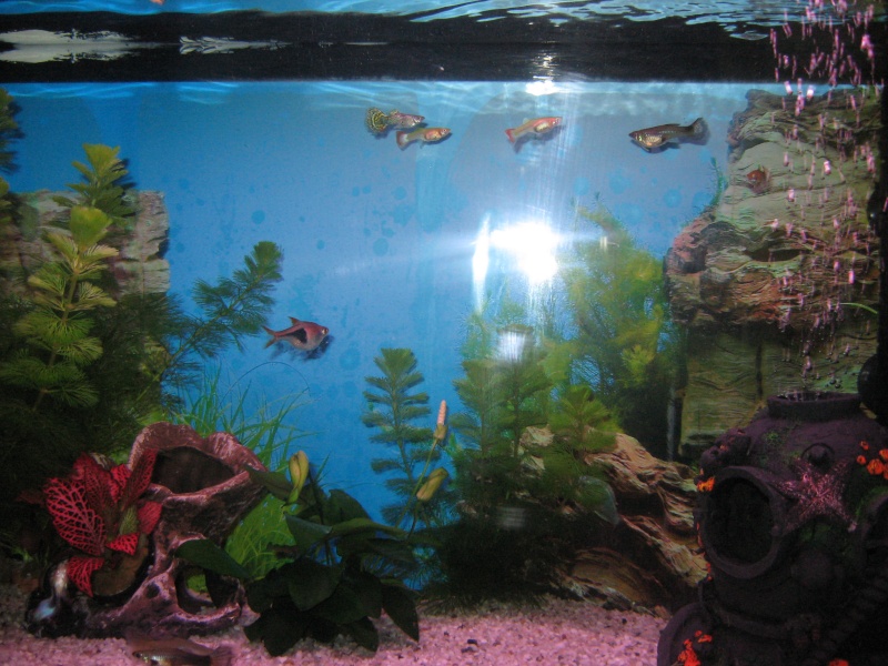 Mon aquarium de 100 litres. 100_li10