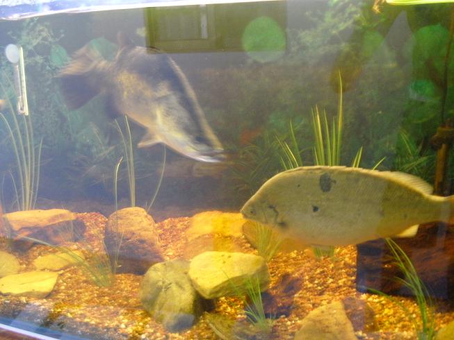 my new natives. 45cm murray cod and 35cm jade perch Native11