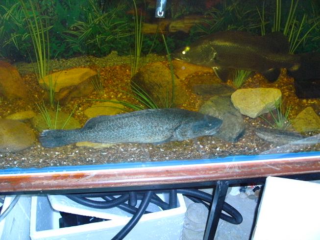 my new natives. 45cm murray cod and 35cm jade perch Native13