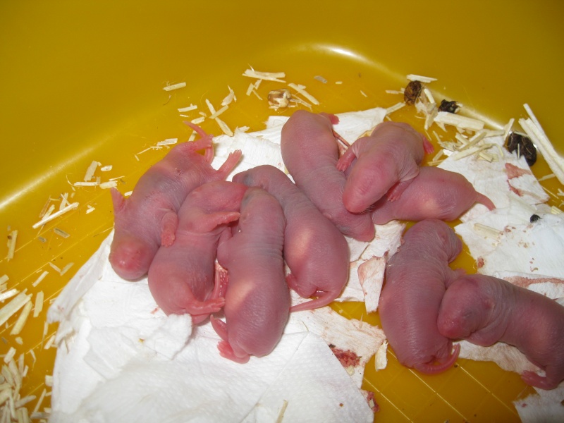 [Picardie-Nord] Donne 7 bébés rats Img_3511