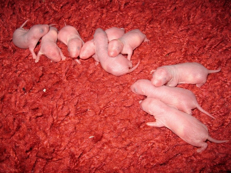 [Picardie-Nord] Donne 7 bébés rats Img_3513