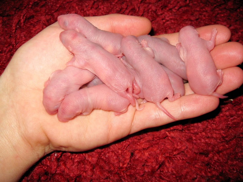 [Picardie-Nord] Donne 7 bébés rats Img_3514