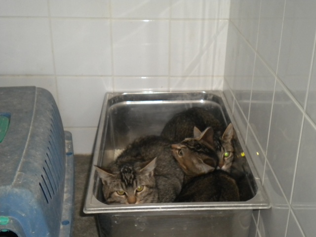 14 chats adultes à la fourrière de Niort (79) Dscn0522