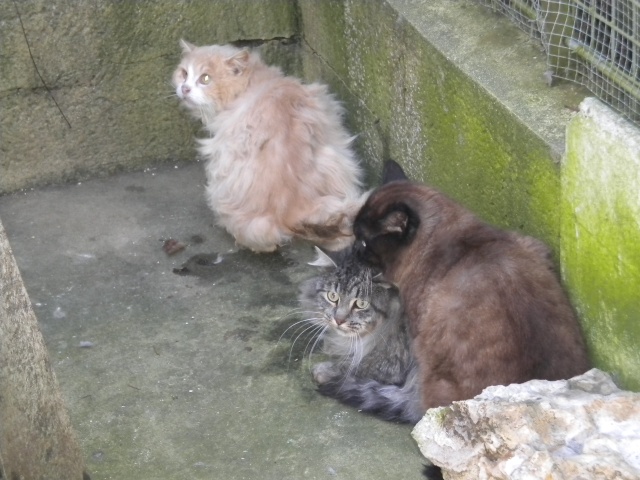 14 chats adultes à la fourrière de Niort (79) Dscn0525