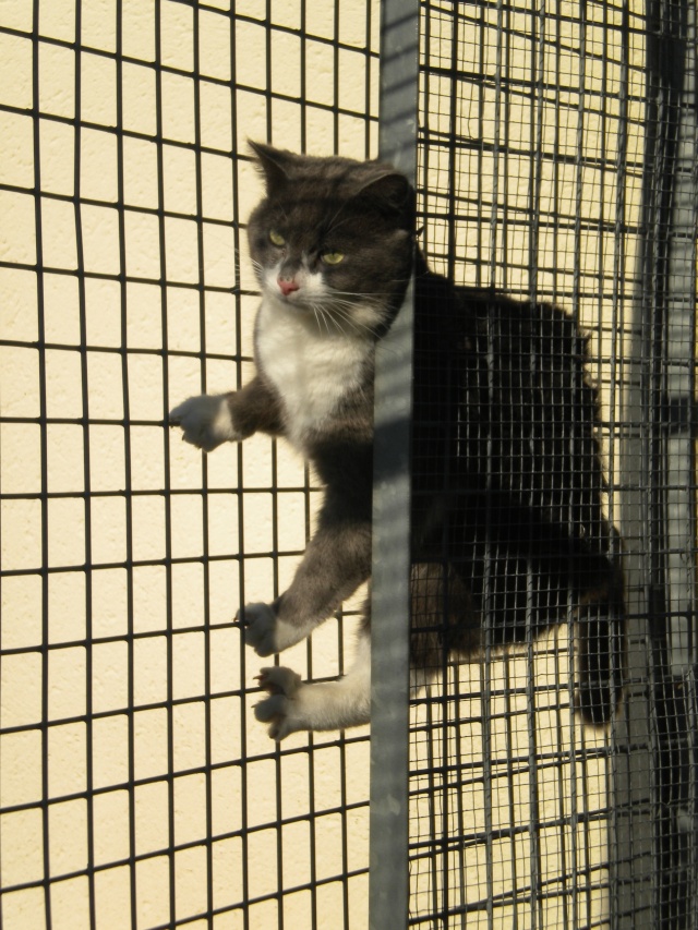 14 chats adultes à la fourrière de Niort (79) Dscn0529