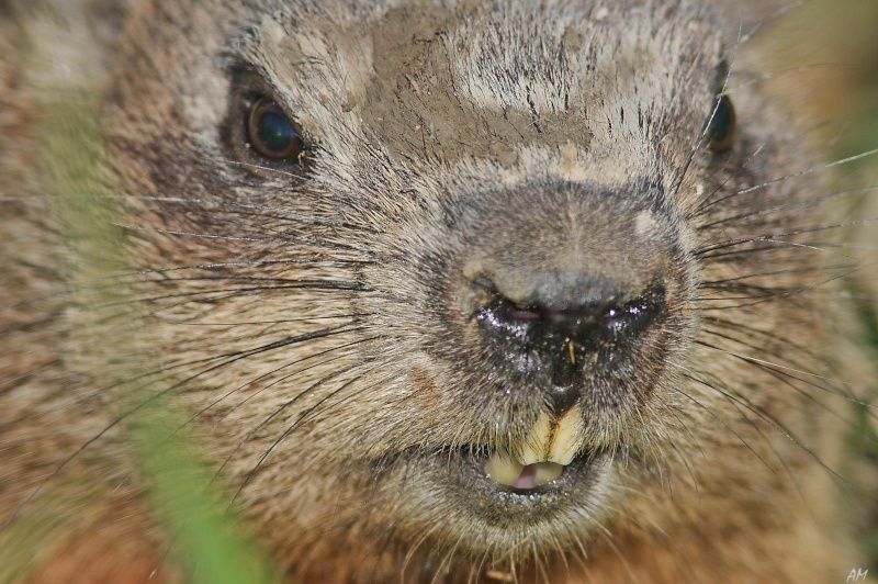 Face à face Marmot12