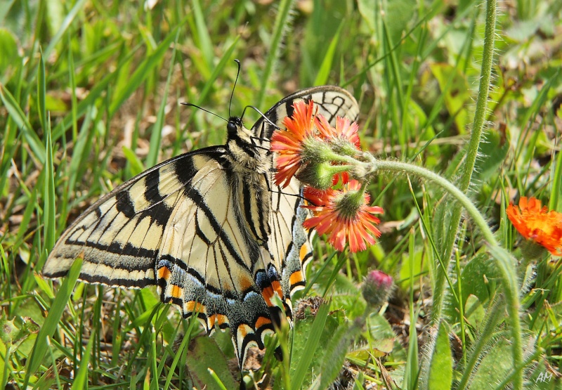 Papillon tigré du Canada Tigre_13