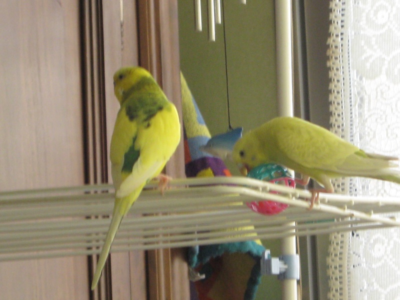 Des nouvelles de kiki et de sa copine Img_0212