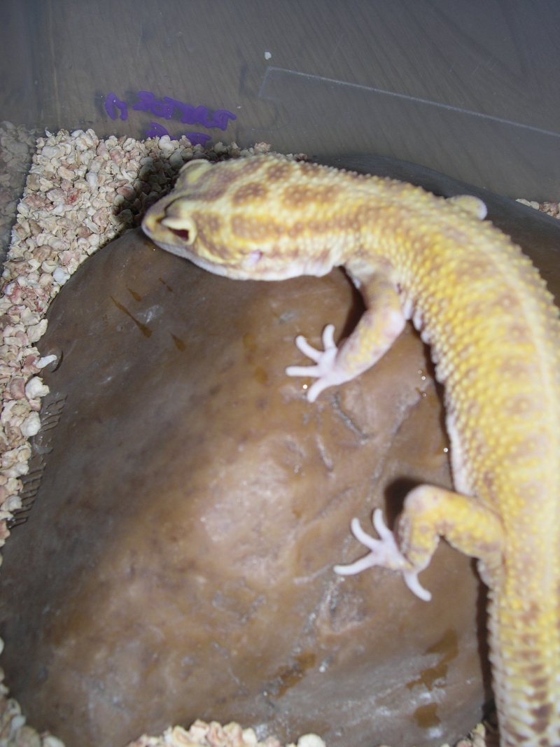 Une partie de mes geckos Geckos16