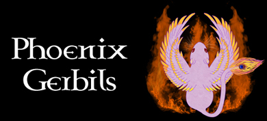 Phoenix Gerbils