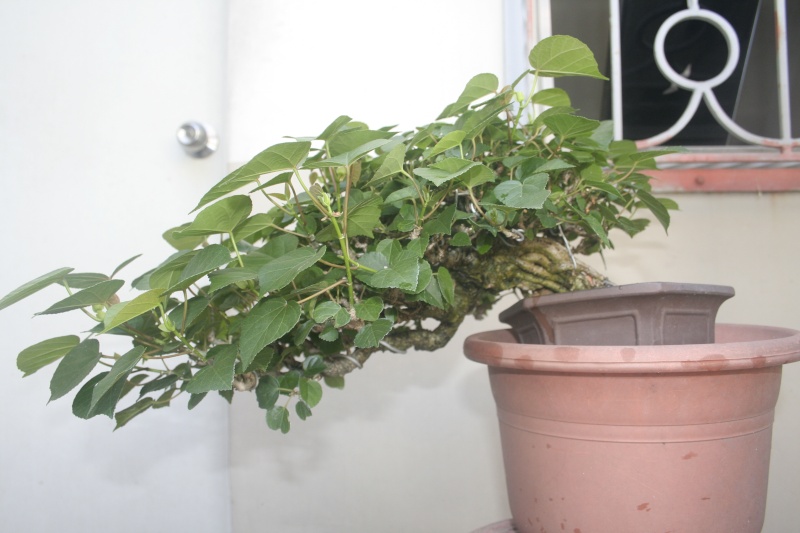 HIBISCUS SHOHIN _mg_3010