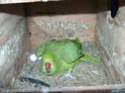 Indian Ringnecks Eggs Due To Hatch Soon M_3acf10