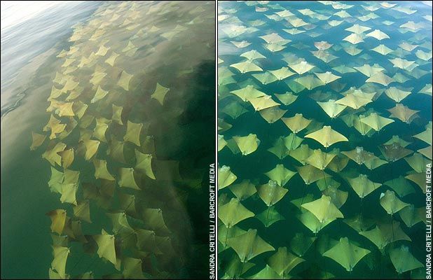 Mass Migration of Stingrays Att00012