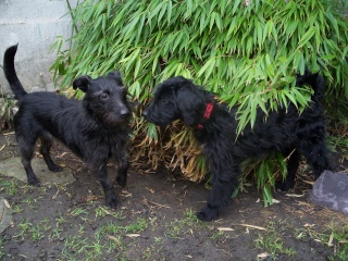 pollux chiot 6 mois crois griffon 4/5kg (lille 59) Photo_14