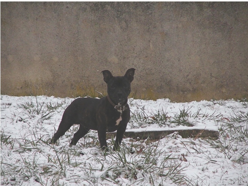 Neige à 10 jours du printemps mpffff ! 310