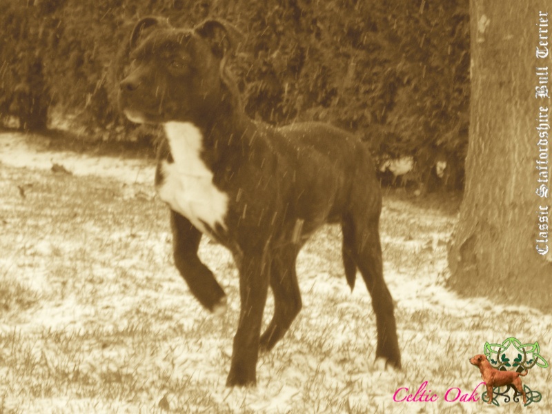 Celtic Oak Update - http://www.staffordshirebullterrier-celticoak.com/ Achkan10