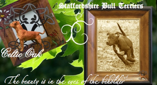 Celtic Oak Update - http://www.staffordshirebullterrier-celticoak.com/ Bannie11