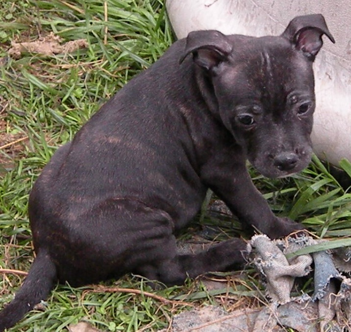 Charlie et drift - Second Mariage Charlie Brown Of Knightwood Oak x Dwilys Dynn So Ham Des Tempêtes du Pays Breton - Page 9 Bbsoa275