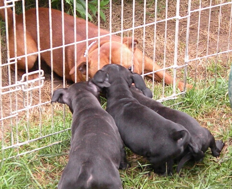 Charlie et drift - Second Mariage Charlie Brown Of Knightwood Oak x Dwilys Dynn So Ham Des Tempêtes du Pays Breton - Page 9 Bbsoa276