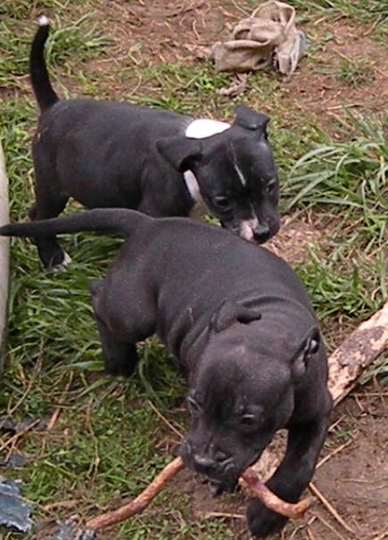 Charlie et drift - Second Mariage Charlie Brown Of Knightwood Oak x Dwilys Dynn So Ham Des Tempêtes du Pays Breton - Page 10 Bbsoa295